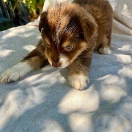 Ruby red - Red tri-color female Australian Shepherd puppy in Bloomington, California from Oro’z Farm Aussies