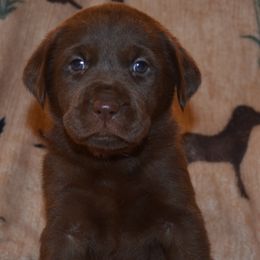 Nevada Idaho Fanta - Chocolate female Labrador Retriever puppy in Spring Creek, Nevada from Badland Kennel