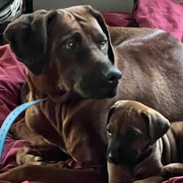 Sasha - Rhodesian Ridgeback