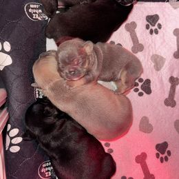 French Bulldog Puppies from KT’s Fabulous Frenchies