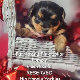 Yorkshire Terrier Puppies from Hip Hoppin Yorkies