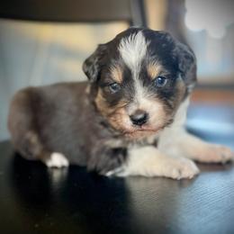 Aarow - Black tri male Miniature Australian Shepherd puppy in St.James, Missouri from Vineyard Ridge Mini Aussies