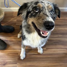 Miniature Australian Shepherd puppies from Puppy Love Ranch Mini Aussies