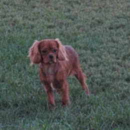 Lucy - Cavalier King Charles Spaniel