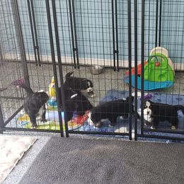 Bernese Mountain Dog Puppies from Valor