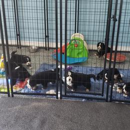 Bernese Mountain Dog Puppies from Valor