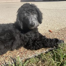 Poodles from Pure-Poodle