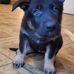 German Shepherd Puppies from Levesques German Shepherds