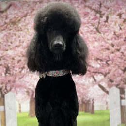 Poodles from Pooh’s Pampered Pups