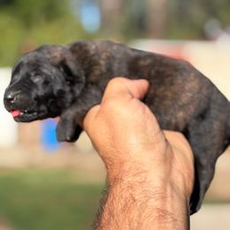 Sarah - Black brindle female Dutch Shepherd puppy in San Jose, California from Brandon's Dutch Shepherds