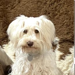 Mitzi - Miniature Schnauzer