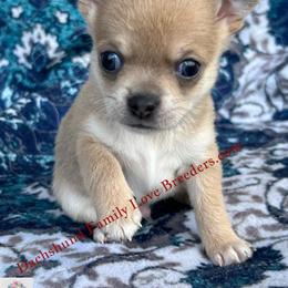 Cutie - Fawn and white male Chihuahua puppy in Chino Valley, Arizona from Dachshund Family Love Breeders
