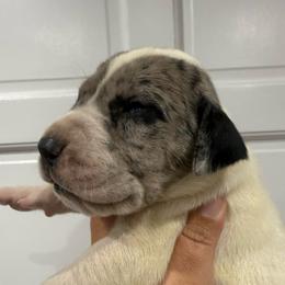 Bryson Gray - Mantle merle male Great Dane puppy in Florida from Beachside Kennels