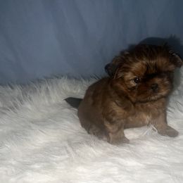Girl 2 - Gold female Shih Tzu puppy in Tenino, Washington from Fantasy Realm Shih Tzus