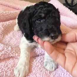 Marge - Parti female Poodle puppy in Washington, Pennsylvania from Patriotic Poodles
