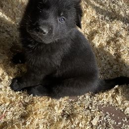 German Shepherd Puppies from KVA Shepherds