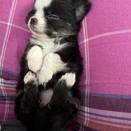 Dana - Black and white female Chihuahua puppy in Williamsburg, Virginia from PAWSitive Cheeky Chihuahuas