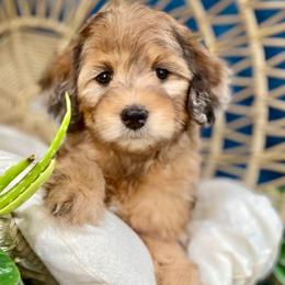 Bernedoodle and Cavapoo Puppies from Dulcito Doodles