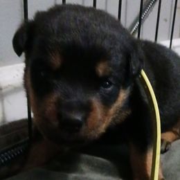Shelby - Black and rust Rottweiler puppy in Girard, Ohio from Roman's Empire Rottweilers