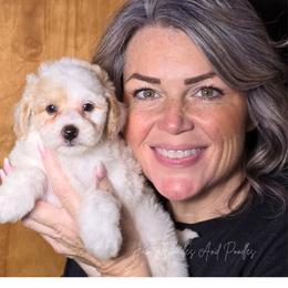 October - Yellow and white female Bernedoodle puppy in Cleveland, Georgia from Jam's Doodles And Poodles