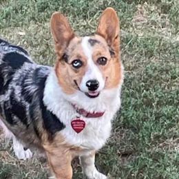 Freckles - American Corgi