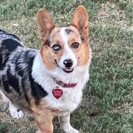 Freckles - American Corgi