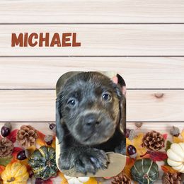 Michael - Charcoal male Dilute Retriever puppy in Somerset, Pennsylvania from Chickentown Labradors
