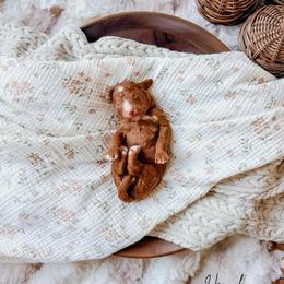 Huck - Red  male Goldendoodle puppy in Cold Spring, Minnesota from A.N.A. Doodles