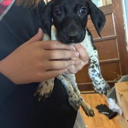 Brown boy - Black and white male German Shorthaired Pointer puppy in Morley, Michigan from Winsome Farm