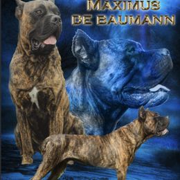 Max - Cane Corso
