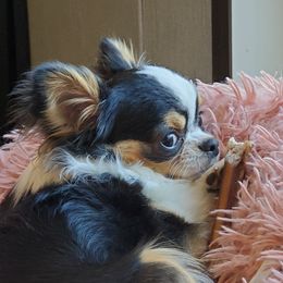 Rascal - Chihuahua