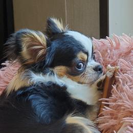 Rascal - Chihuahua