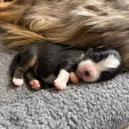 Drizzle - Black tri male Miniature American Shepherd puppy in Tucson, Arizona from Outlaw Minis