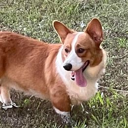 Sam - Pembroke Welsh Corgi