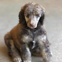 Bagel - Brindle male Poodle puppy in Troy, Alabama from Redmond Rose Kennel