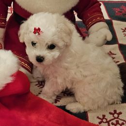 Joy - White female Bichon Frise puppy in Boerne, Texas from Bichons of Boerne
