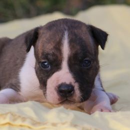 Sleepy - Red brindle male American Staffordshire Terrier puppy in Guilford County, North Carolina from Explicit Kennel