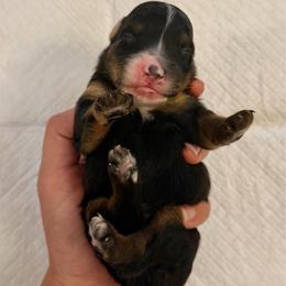 Traditional Tricolor male - Tri-color male Bernedoodle puppy in Brooksville, Florida from Kruger Doodles