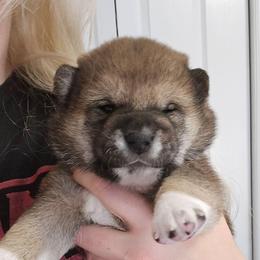 Max - Red male Shiba Inu puppy in Marianna, Florida from Diwasou