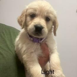 Light purple female - Golden female Golden Retriever puppy in Jesup, Georgia from Painted Platinum Retrievers (Painted Platinum Kennel) PPK