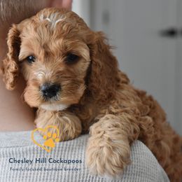 Cockapoo Puppies from Chesley Hill Cockapoos