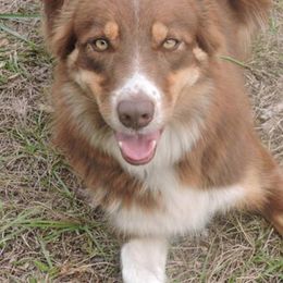 Border Collies from Rose Hollow Border Collies