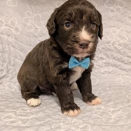 Eddie - Red male Aussiedoodle puppy in Pamplin, Virginia from Hope & Joy Acres