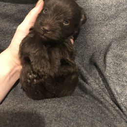 Miniature Schnauzer Puppies from Apples schnauzers