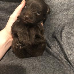 Miniature Schnauzer Puppies from Apples schnauzers
