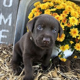 Dilute Retriever and Labrador Retriever Puppies from CKB Labradors