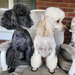 Poodles from A  Gift from above kennel,  LLC