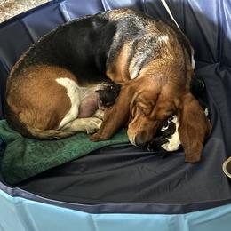 Basset Hound Puppies from Basset farms