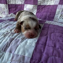 Patsy - Red merle female Australian Shepherd puppy in Cedar Hill, Tennessee from Kreger Farms