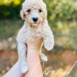 Caramel - Cream female Goldendoodle puppy in Cedartown, Georgia from Loyal Doodles